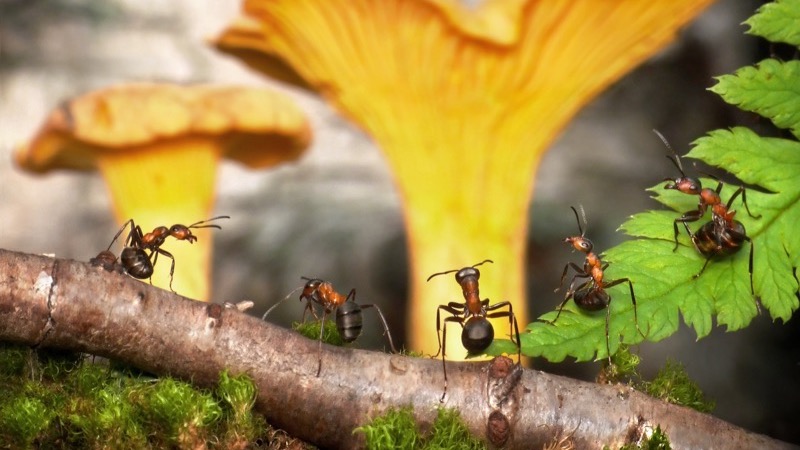 Organisation. Motiv:travle myrer i skovbund