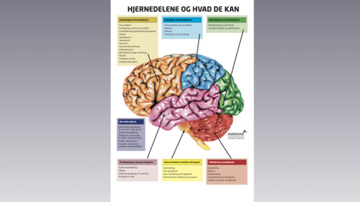 Plakat - hjernedelene og hvad de kan