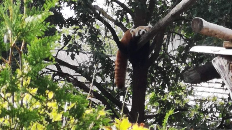 Rød Panda i træ