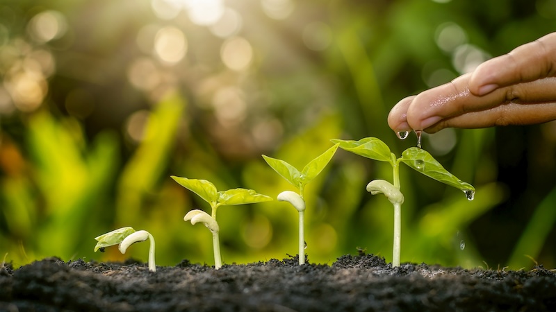 En hånd, der drypper vand på en række spirende planter, som symboliserer vækst og omsorg.