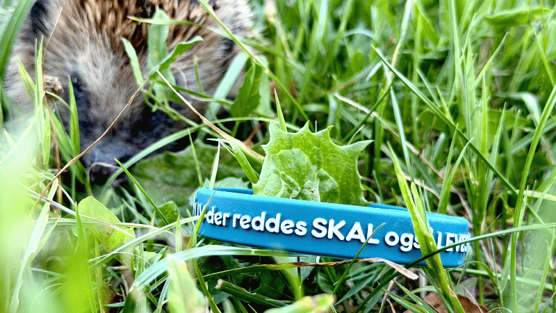 Grønt armbånd med teksten LIV der reddes SKAL også LEVES ligger i højt græs. I baggrunden et pindsvin.